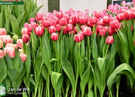 Tulipa Columbus ® (2)